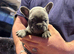 Beautiful French bulldog puppies