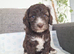 Three beautiful cockapoo puppies (one sold)