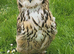 Bengle eagle owlets