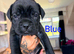 Cane corso x North American mastiff