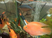Large parrot fish