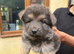 Beautiful German Shepherd puppies