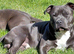 KC registered blue staffy available for stud