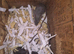 Fancy mice babies