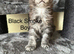 Pure Bred Maine Coon Kittens