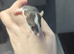 Baby dumbo rats