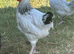 YOUNG COCKERELS PURE RARE BREEDS