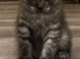 TICA /Scottish fold/BSH kittens