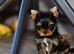 * READY NOW* MINIATURE YORKSHIRE TERRIERS KC DNA TESTED PARENTS