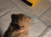 Beautiful pomeranian litter 8 weeks