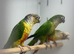 Conure