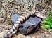 Merauke  Blue Tongue Skink at Birmingham Reptiles