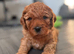 Cavapoo boy for stud