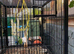 New double parrot breeding cage