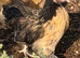Pekins for sale