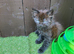 Last Little Girl Reduced Price Main Coon x Siberian Forest Cat