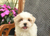 Shihzu puppies