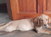 9 week old Labrador puppy