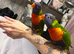 2 lovely rainbow lorikeets and cadge