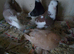 WESTENGLAND AND TUBLERS FOR SALE..