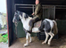 Part bred Welsh cob