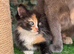 LONG HARED FEMALE CALICO KITTEN