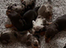 Stunning Miniature Dachsund Puppies