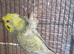 Beautiful pair of helicopter budgies