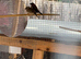 Zebra finches and benaglese finches