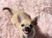 STUNNING TINY FAWN SMOOTH COAT CHIHUAHUA