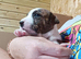 Staffy x Terrier