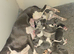 Beautiful Whippet Puppies