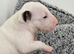 Quality bull terrier puppy’s