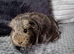 2 Guinea pig girls
