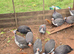 Guinea fowl for new homes.