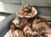 Minature Dachund boys kc registered