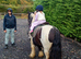 George stunning cob gelding safe first pony