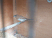 A pair of owl finches and a male bangalore for sale all together £120