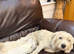 Male west highland puppy.
