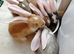 Pure bred baby Giant White Eared Continental Rabbits