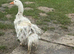 Sebastopol breeding pairs