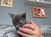 Grey ragdoll for sale in Lancaster