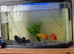 Three healthy Goldfish
