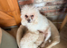 Female toy poodle for sale