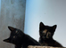 Beautiful Russian blue/ Bengal cross kittens. Delivery available Today!