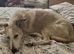 Male lurcher