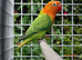 Opaline lovebirds strong aviary bred &pound;45 each