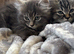 Persian kittens x
