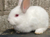 Lovely pure New Zealand male rabbits