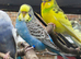 Budgies